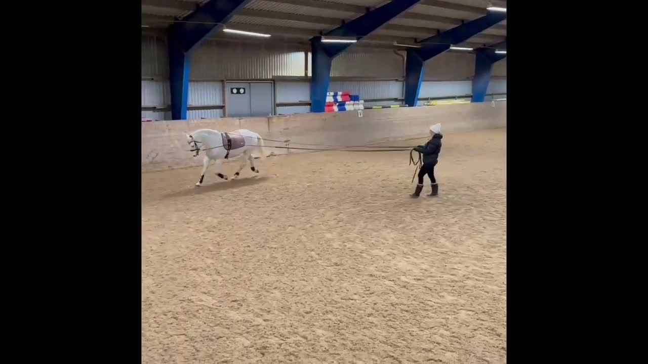 Allround hästar till salu: Mycket trevlig Allround D-ponny  - Video 5