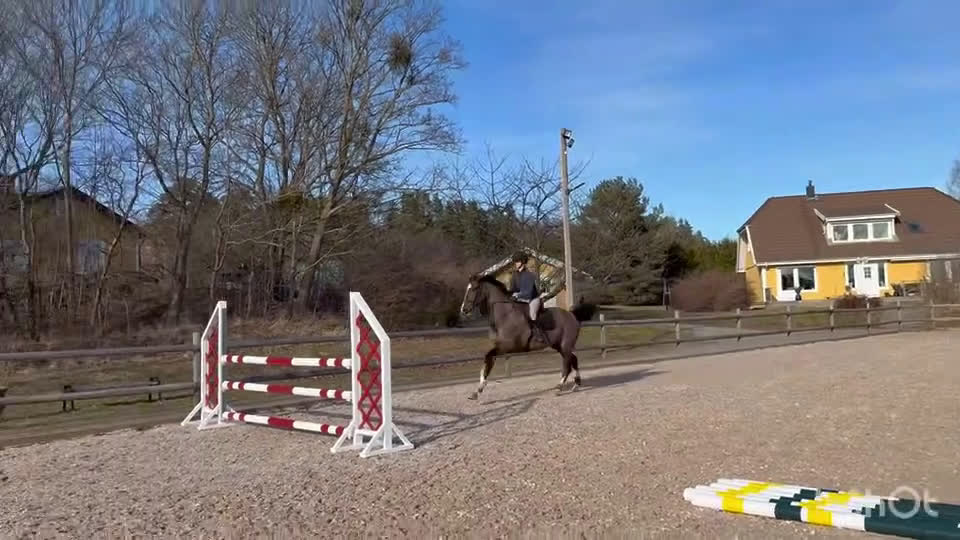 Hoppning hästar till salu: 10 år, E. Conthinder  i Ekerö - Video 1