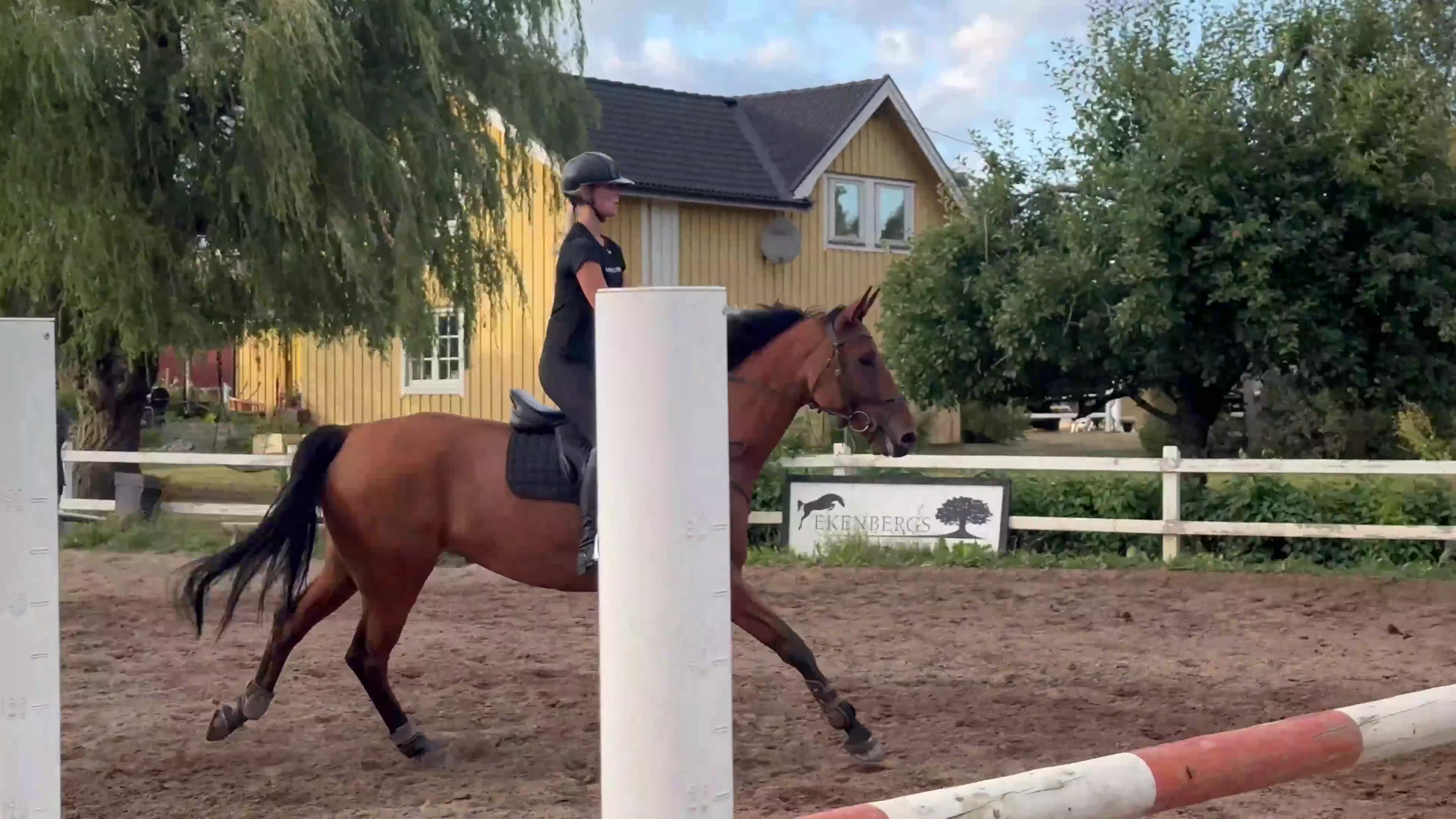 Hoppning hästar till salu: Trevlig 9-årig hopphäst med kapacitet - Video 2