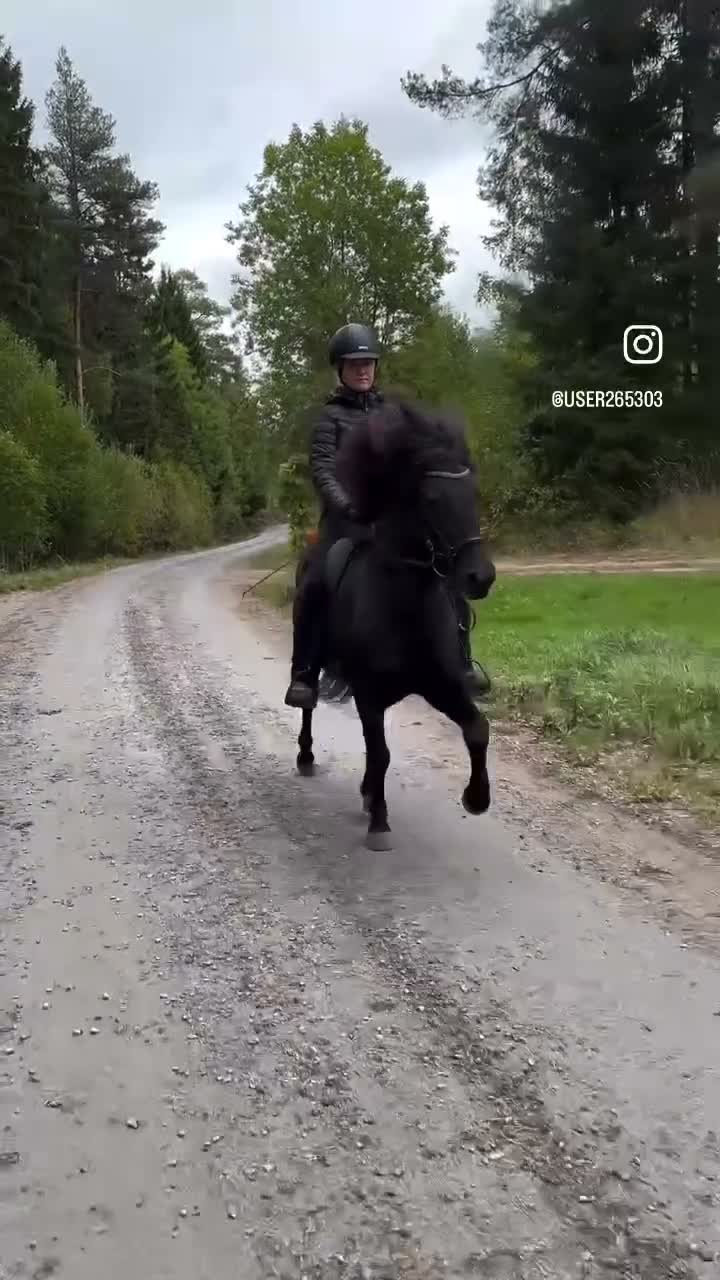Island hästar till salu: ✨Trevlig valack – trygg och med fina gångarter ✨ - Video 1
