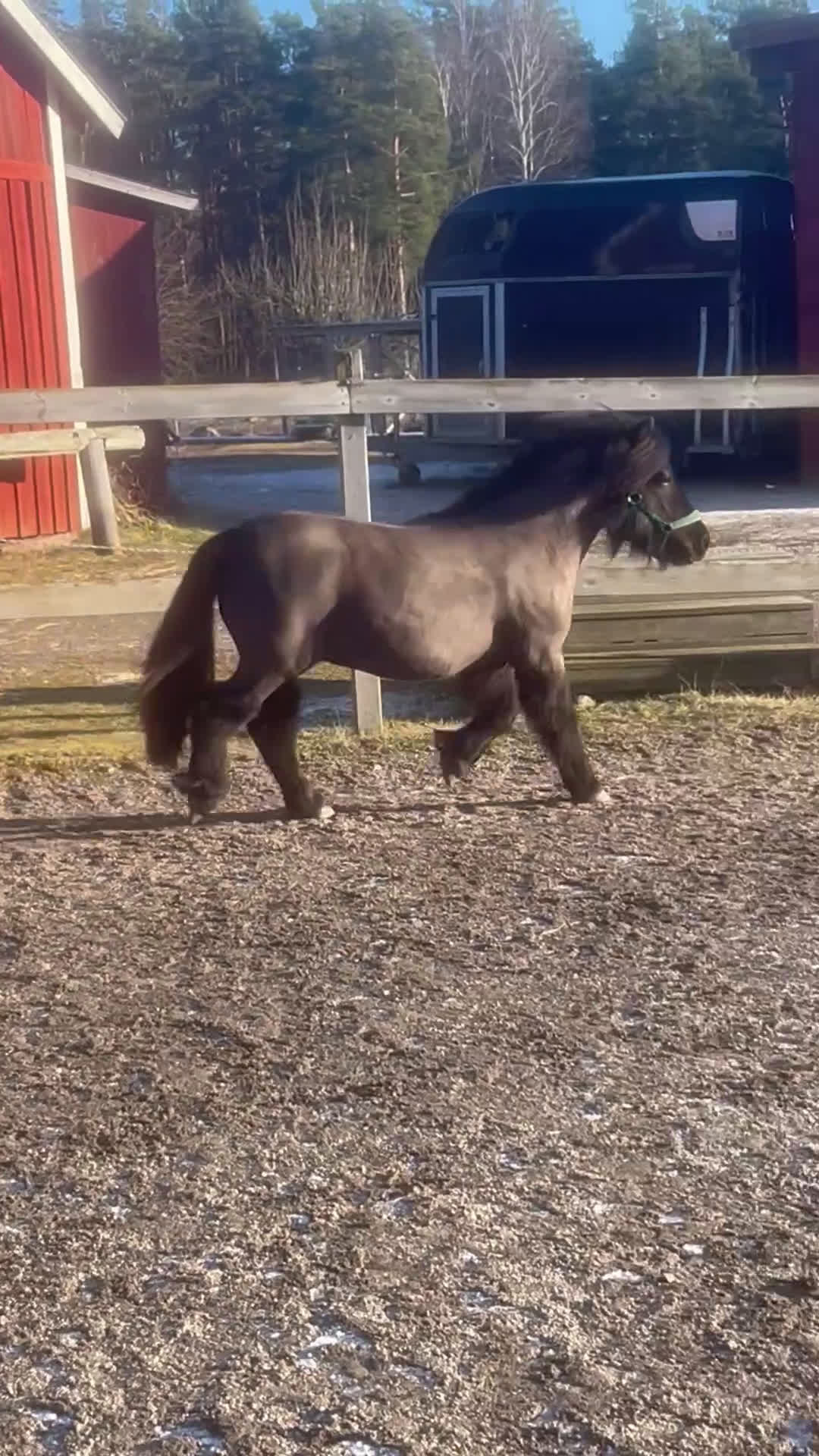 Allround hästar till salu: Fin shetlandsvalack - Video 4