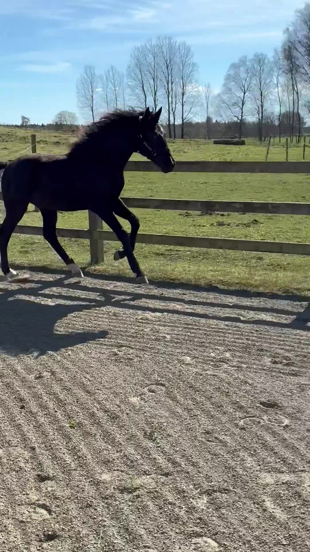 Dressyr hästar till salu: Vacker 1-årshingst med fina poäng - Video 2
