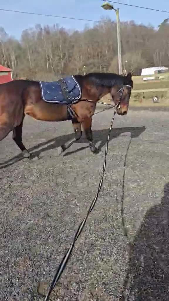 Allround hästar till salu: Varmblods - Video 1