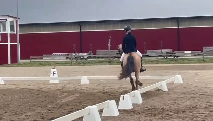 Dressyr hästar till salu: Topponny oavsett disciplin i Åhus - Video 2
