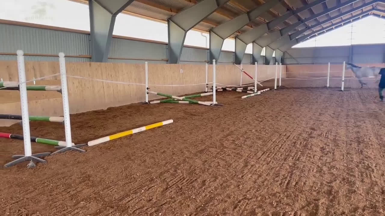 Fälttävlan hästar till salu: En som sticker ut  i Timmernabben - Video 1