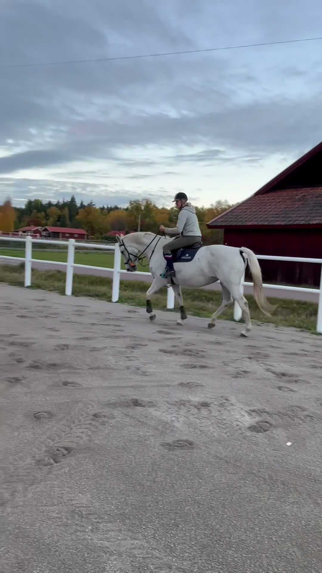 Allround hästar till salu: Hobby/tävlingsambitioner ✨🐴 - Video 1