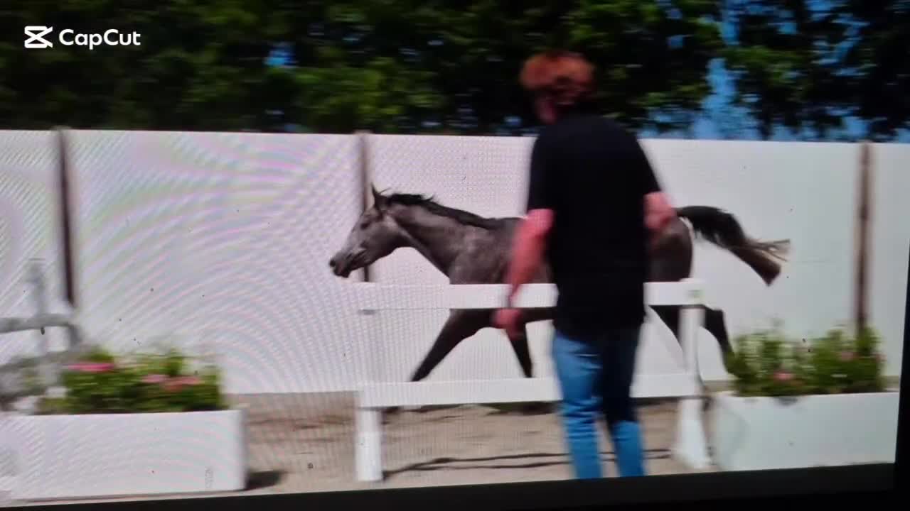 Hoppning hästar till salu: Spänstigt 3års sto ev byte - Video 1