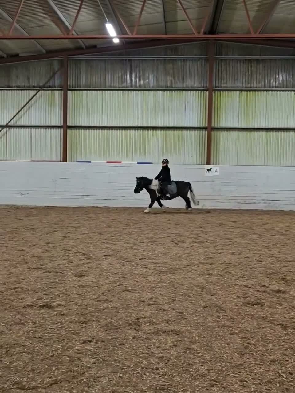 Körning hästar till salu: *reserverad* Snällaste ponnyn - Video 1