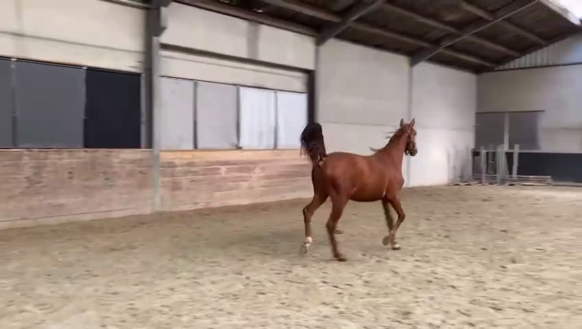 Hoppning hästar till salu: Unghäst med stor potential! - Nabab de reve - Video 1