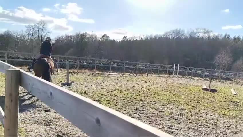 Dressyr hästar till salu: Renrasigt PRE sto, 5år  - Video 2