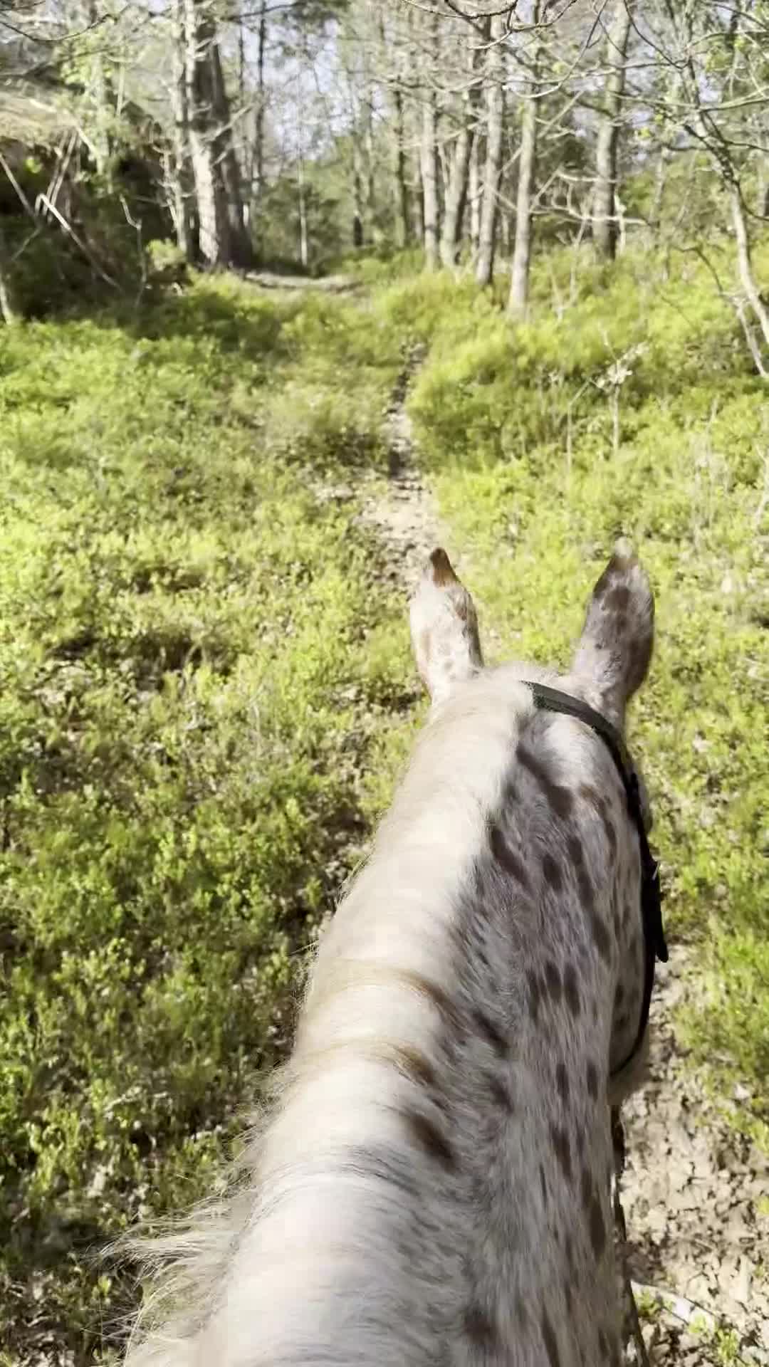 Övrigt hästar till salu: Nyfiken, glad och kommunikativ - Video 3