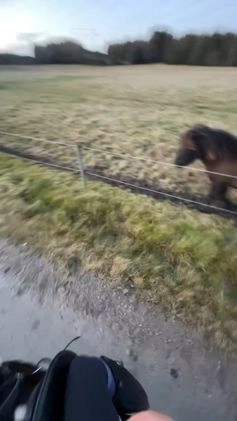 Allround hästar sökes: Låna häst till senare köp!🌟 i Vänersborg - Video 3