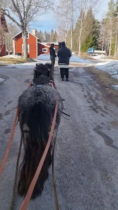 Allround hästar till salu: Bruksnordsvensk i Vikarbyn - Video 1