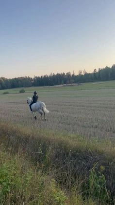  foderhäst sökes: Fodervärd/medryttare i Stocksund - Video 2