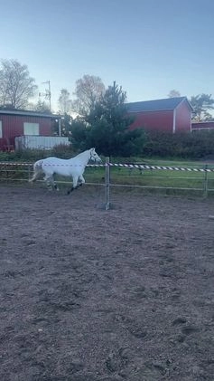 Allround hästar till salu: Pärlan söker nytt hem⭐️ i Älvängen - Video 1