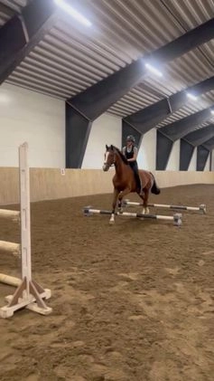 Allround hästar sökes: Låna häst till senare köp!🌟 i Vänersborg - Video 1