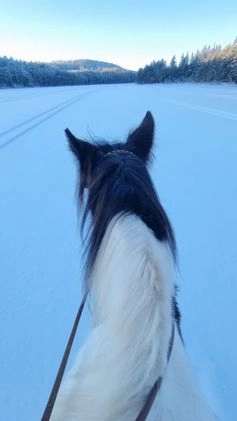 Körning hästar till salu: Supersnällt och roligt sto i Mockfjärd - Bild 3