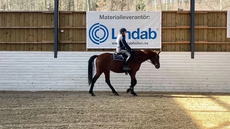 Hoppning hästar till salu: Inriden treåring. i Slättåkra - Video 2