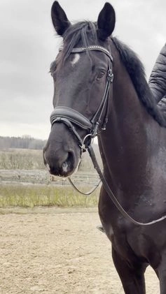 Dressyr hästar till salu: Lovande unghäst  i Bålsta - Bild 1