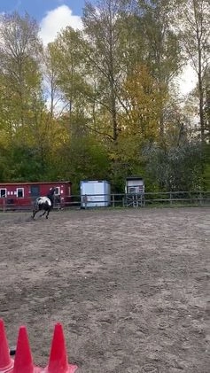 Allround hästar till salu: Finaste tjejen (intresse annons) i Örbyhus - Video 3