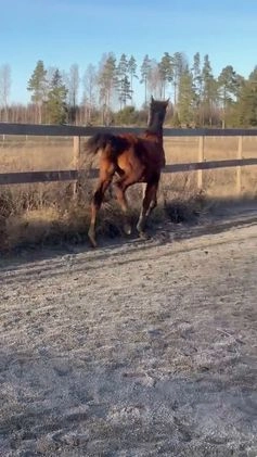 Hoppning hästar till salu: 1-åring e. Magic Park - Cayado - Concept i Ransta - Video 1