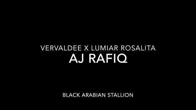 Avel hästar till salu: Drömmen om en Svart Arabisk Hingst  i Hobro - Bild 1