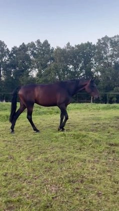 Allround hästar till salu: INTRESSEKOLL i Munka-ljungby - Video 1