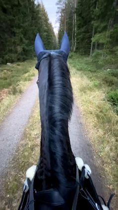 Allround hästar sökes: Låna häst till senare köp!🌟 i Vänersborg - Video 4