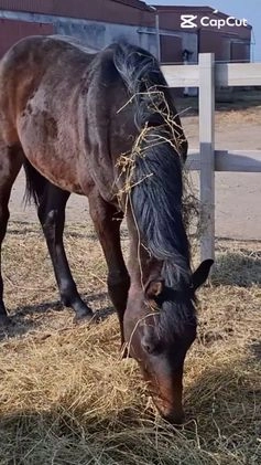 Hoppning hästar till salu: Vackert intressant hingst i Falköping - Bild 1