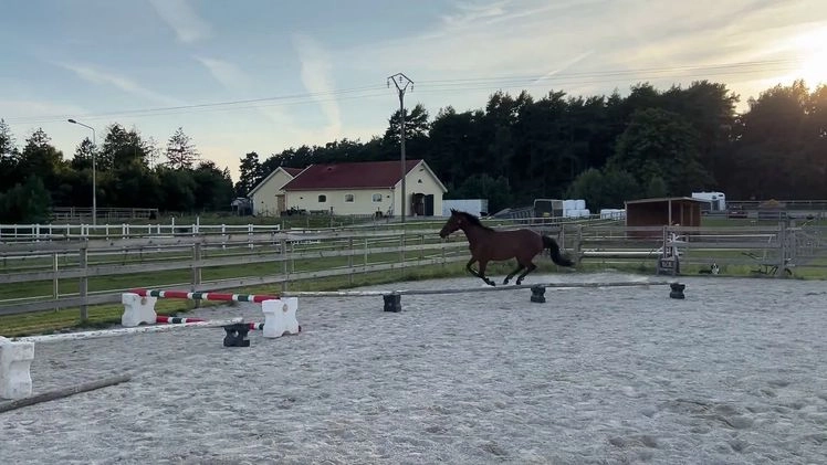 Hoppning hästar till salu: Trevlig unghäst söker nytt hem i Löddeköpinge - Bild 2