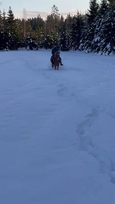 Allround hästar till salu: Söt ponny i Ankarsvik - Video 1