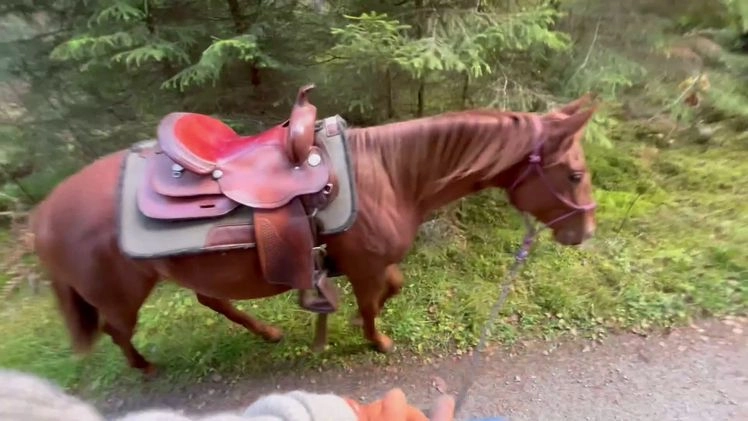 Western hästar till salu: Cool tvååring i Vrigstad - Video 1