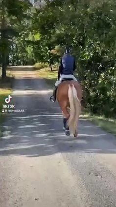 Allround hästar till salu: Min stora bästa vän❤️ i Spånga - Video 3